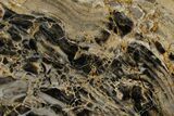 Polished Linella Avis Stromatolite Slab - Million Years #180012-1